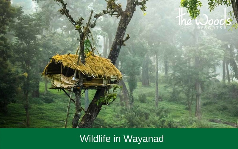 wildlife-in-wayanad-new60faa1f1ab167